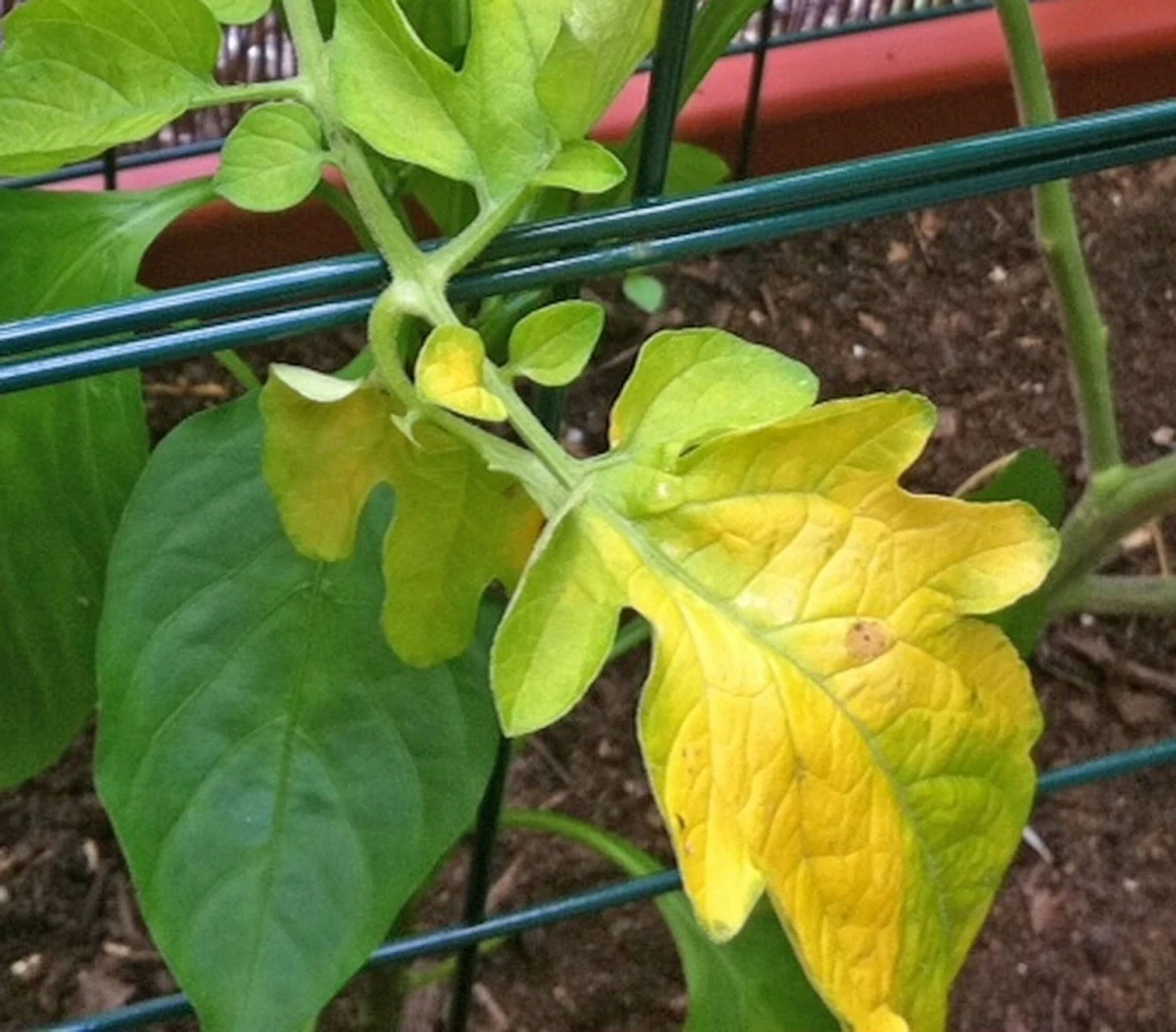 feuilles jaunes plant de tomate manque azote