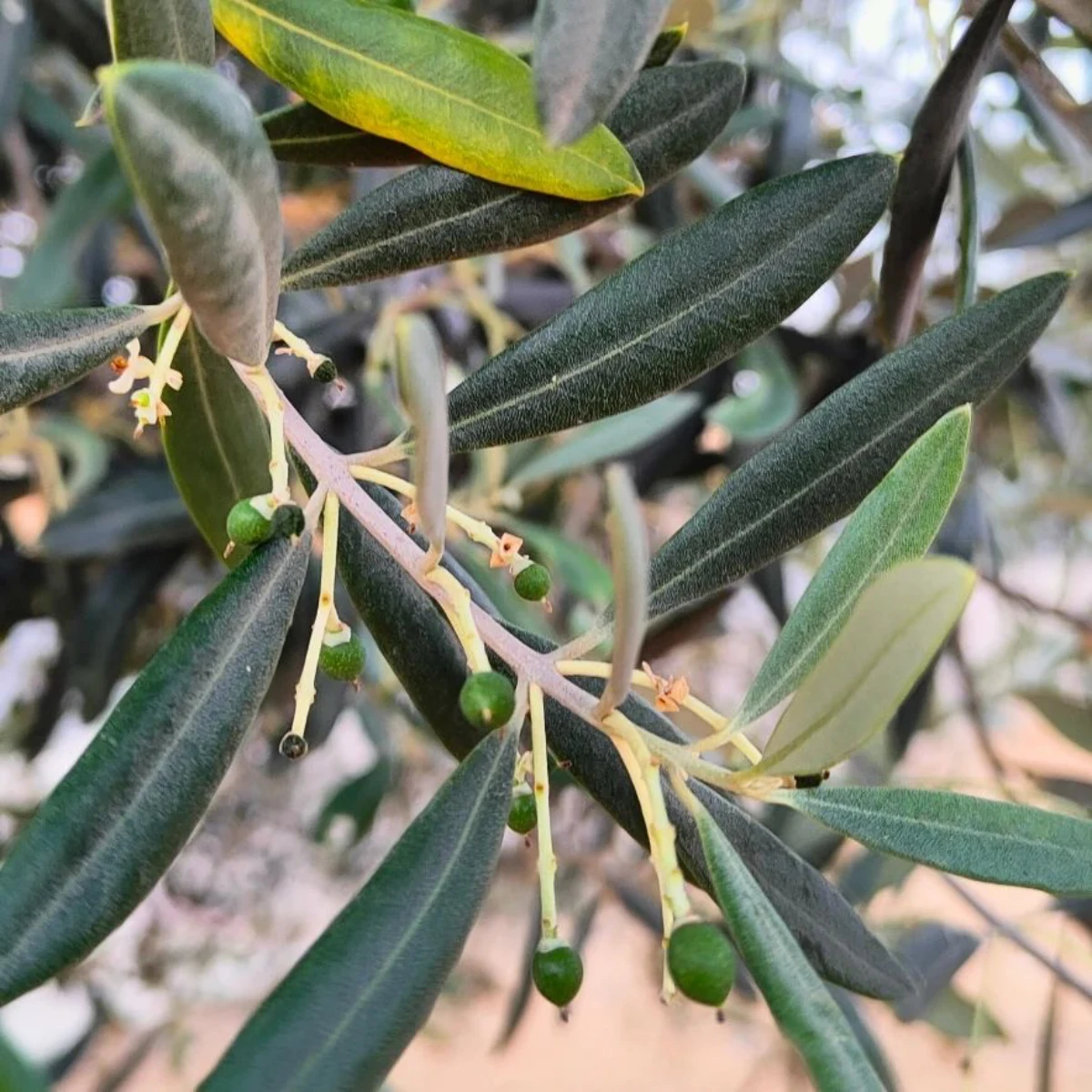feuilles opaques et vertes olivier engrais entretien