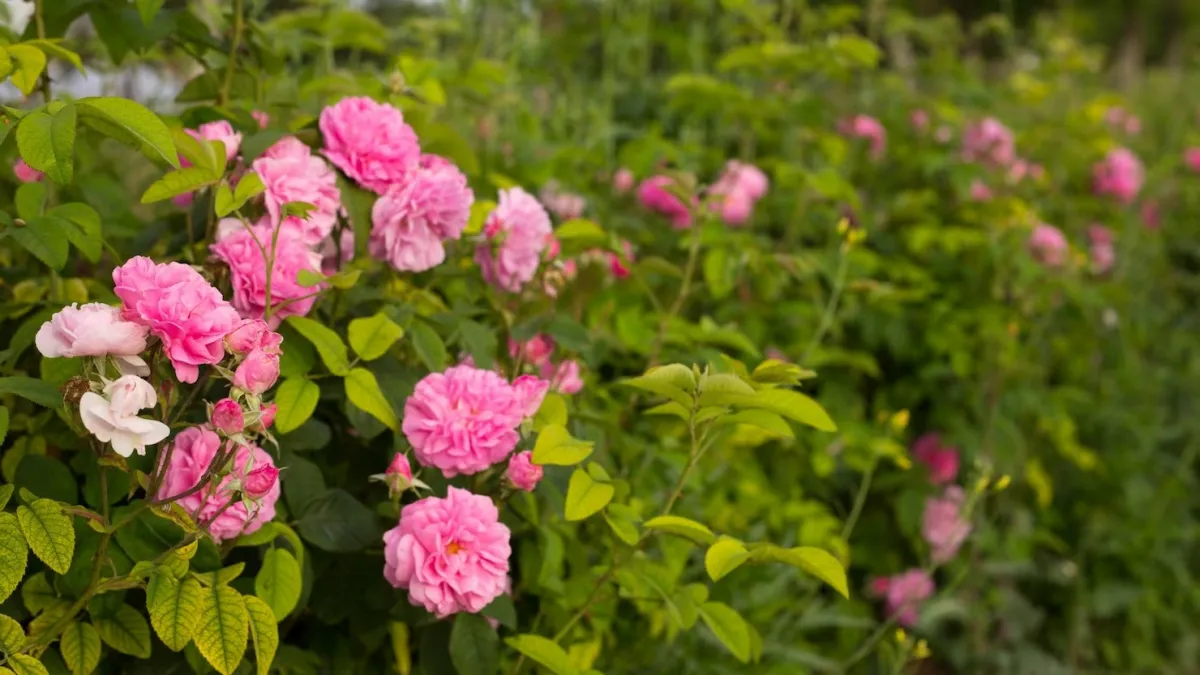 feuilles vertes arbuste ornementale rosiers fleurs roses jardin