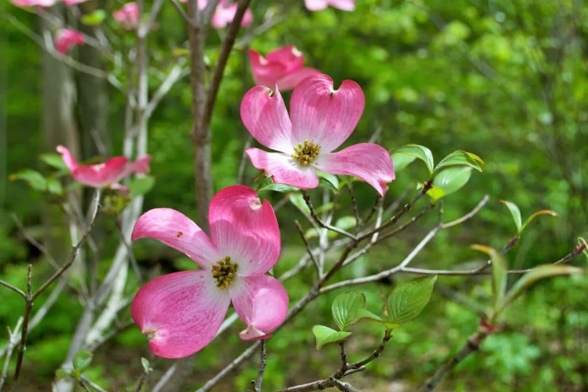 fleur de cornouiller rose feuilles verts