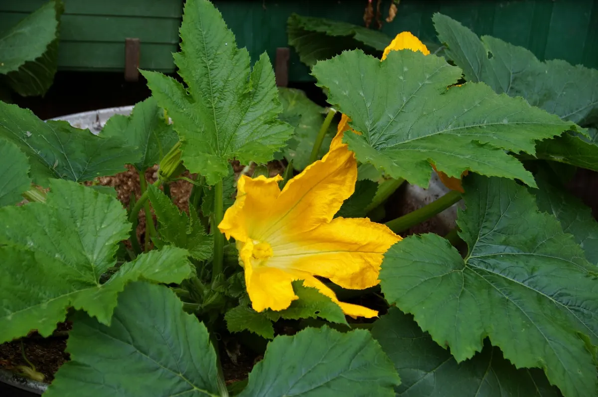 fleur jaune courgette feuillage terreau plantation legumes