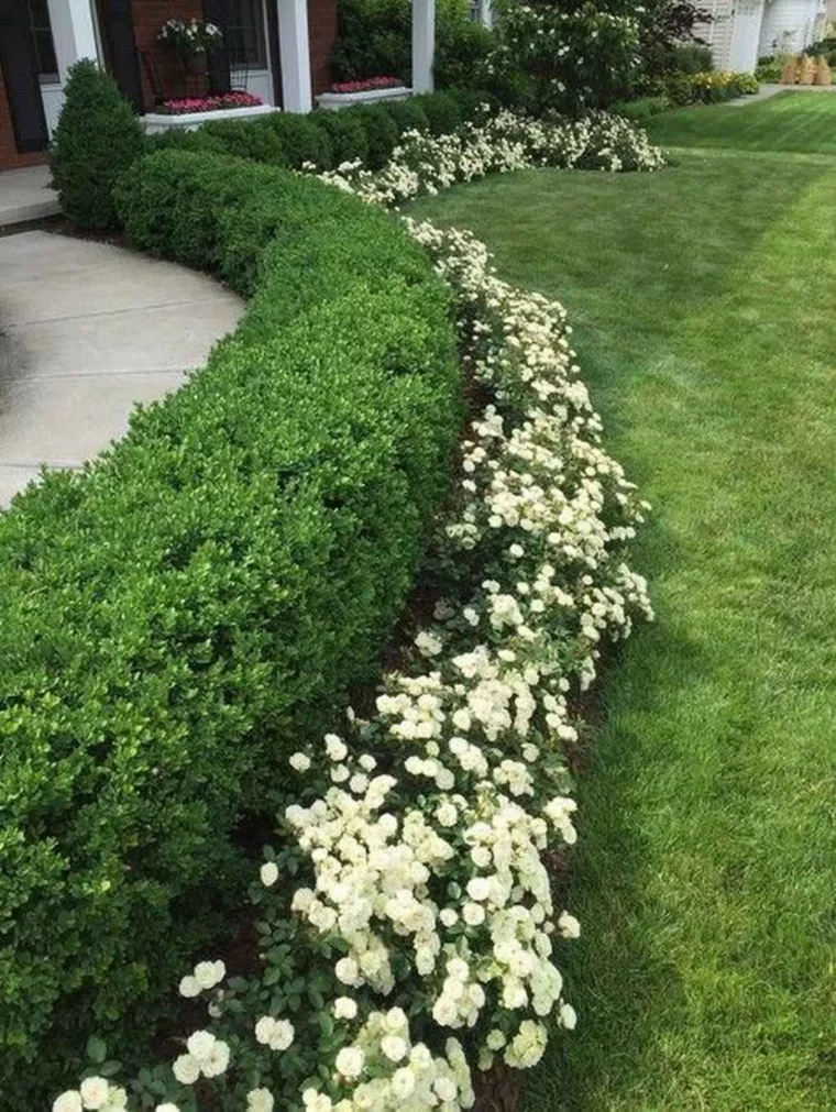 fleurs à semer en avril mai iberis dans unparterre etpelouse