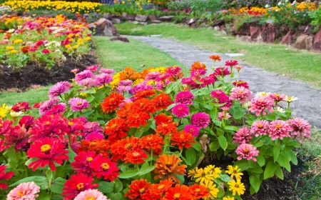fleurs a semer en avril mai zinnia