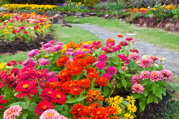 fleurs à semer en avril mai zinnia