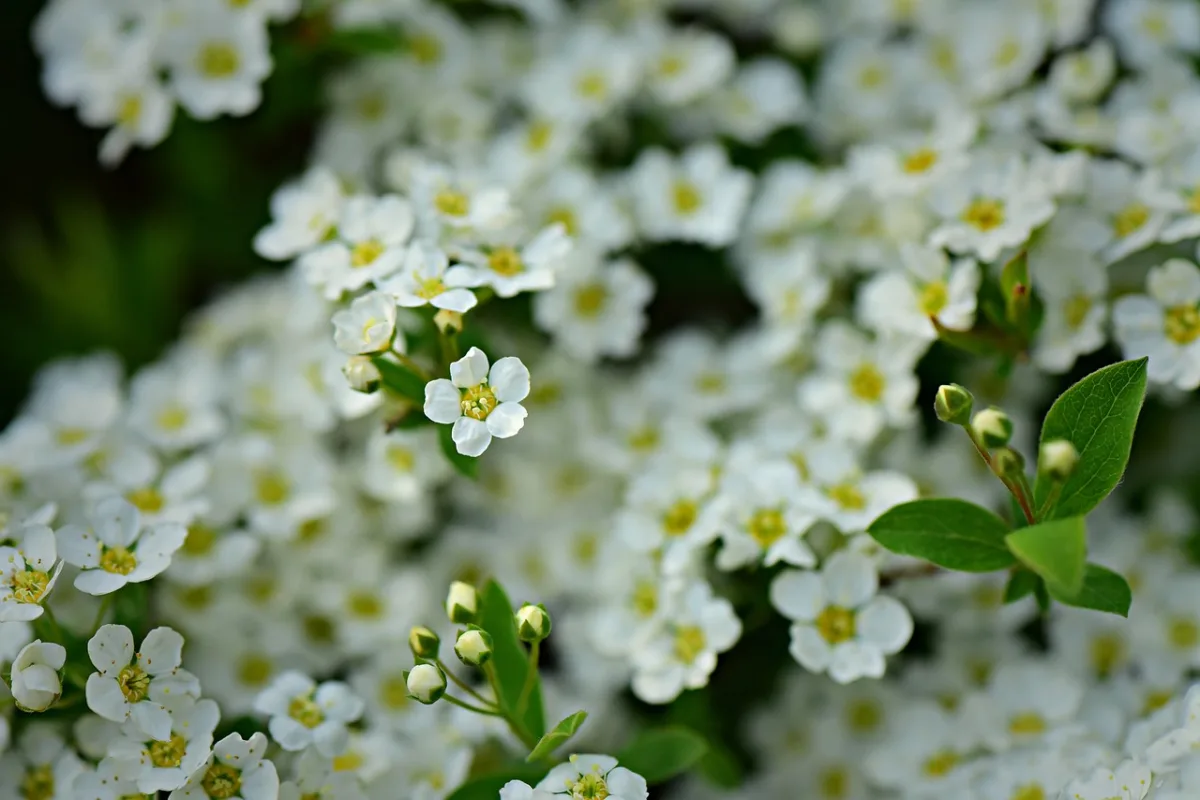 fleurs blanche alyssum plante jardin feuillage vert floraison