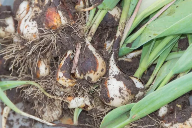 fleurs de printemps comment déterrer conserver des bulbes de tulipes