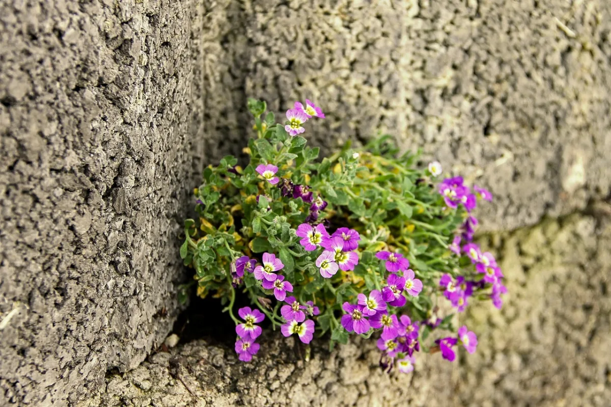 fleurs minuscules floraison plante crevasse pierre fleurs violettes