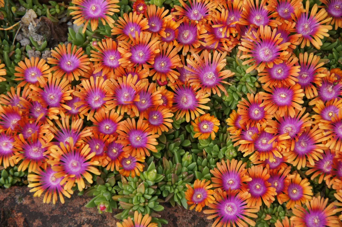 fleurs petales orange violet succulente floraison feuillage persistant jardin tapis