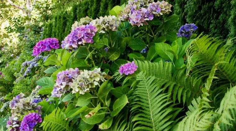 fougères et hortensias entretien pantation association hortensia