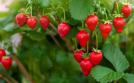 fraises remontantes et comment s en occuper pour une recolte abondante