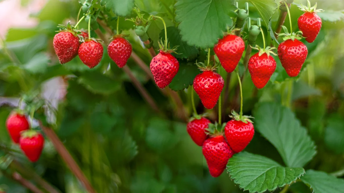 fraises remontantes et comment s en occuper pour une recolte abondante