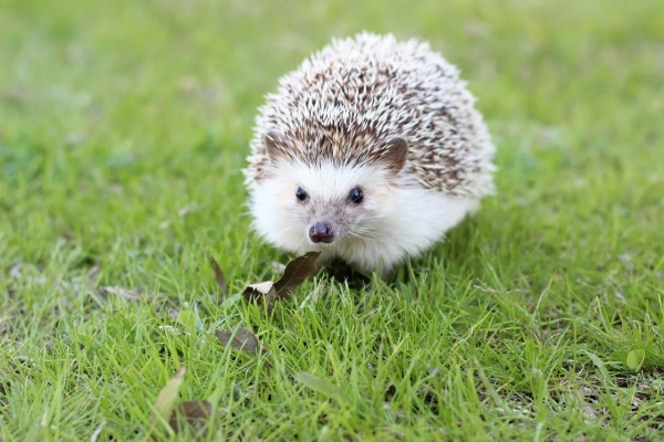 gazon comment reconnaitre un herisson mqle ou femelle corps epince