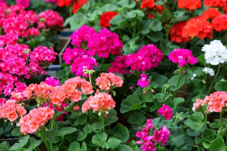 geranium en differents couleurs feuilles verts