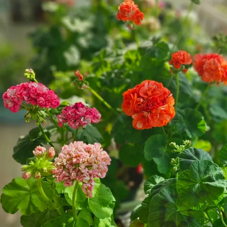 geraniums fleurs rouges et roses feuilles vertes