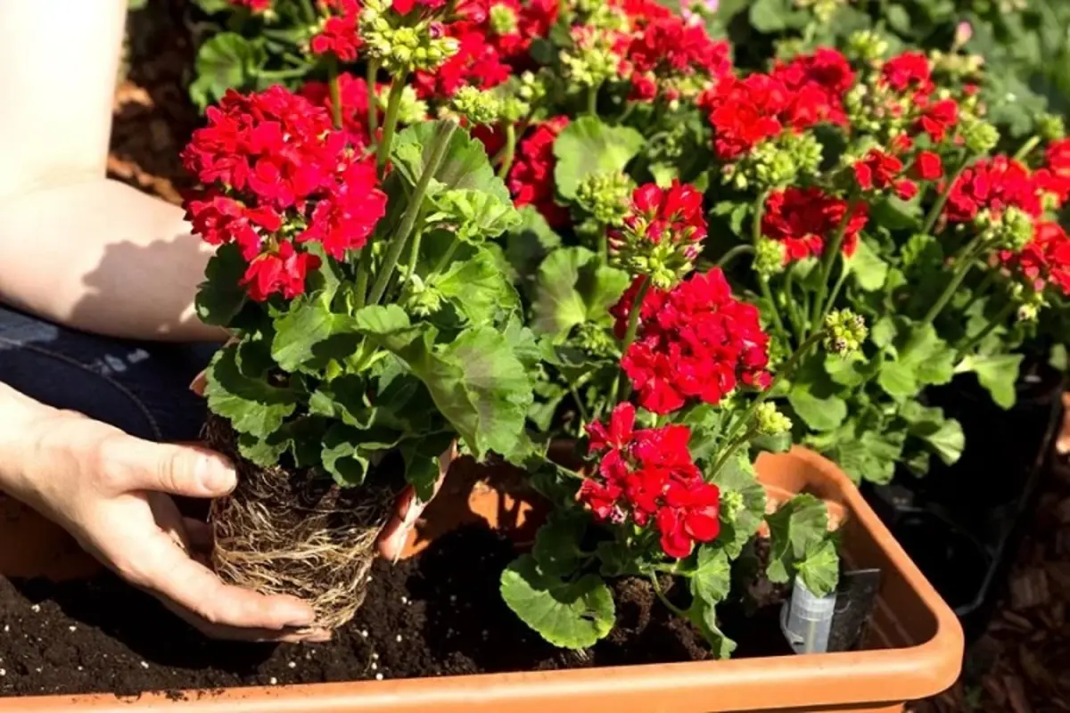 géraniums rouge dans une jardiniere en terre cuite quand les planter