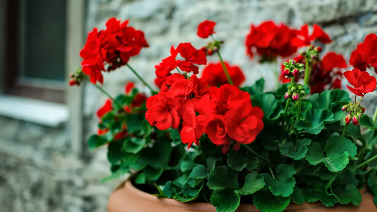 geraniums rouges dans pot en argile quand planter geraniums