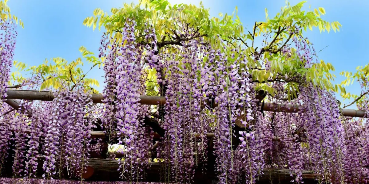glycines aux fleurs violets arbre grimpants