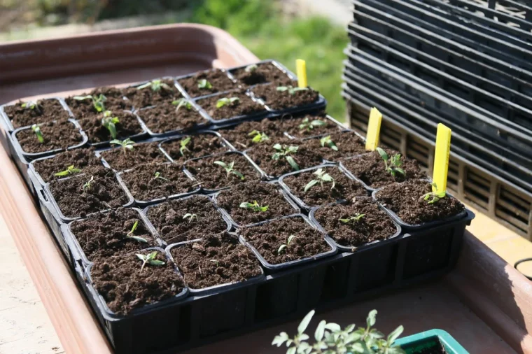godets semis tomates pots en plastique terreau semis soleil