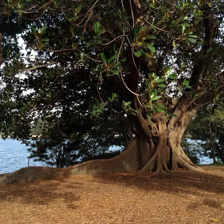 grand arbre aux racines envahissantes ou planter