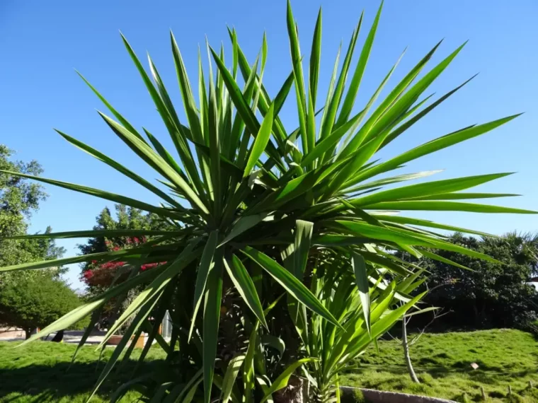 grand yucca dans un jardin plante ideale a mettre en pot