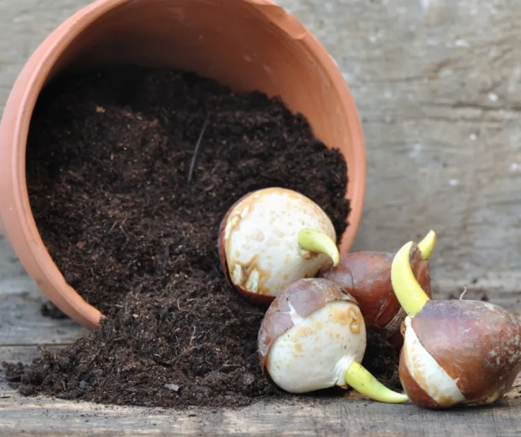 guide pratique comment conserver les bulbes de tulipes en terre et s en occuper