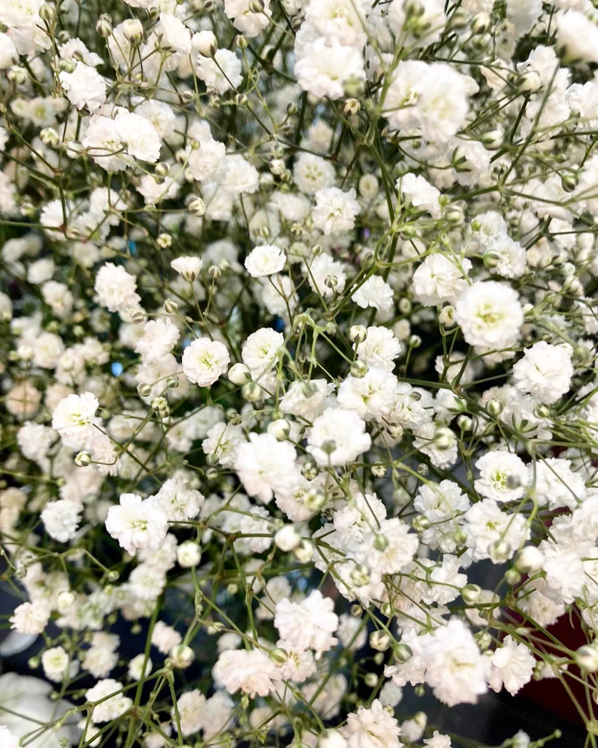 gypsophiles fleurs blances pour massif