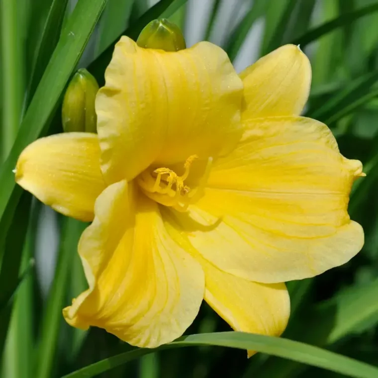 hemerocalle jaune en gros plan fleur a planter en pot exterieur
