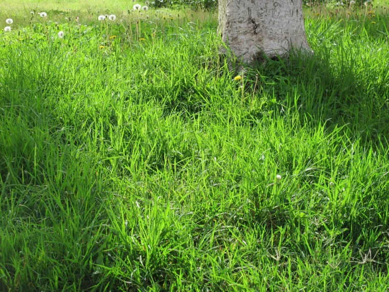herbe sol surface jardin arbre pissenlits mauvaises plantes gazon lumiere soleil