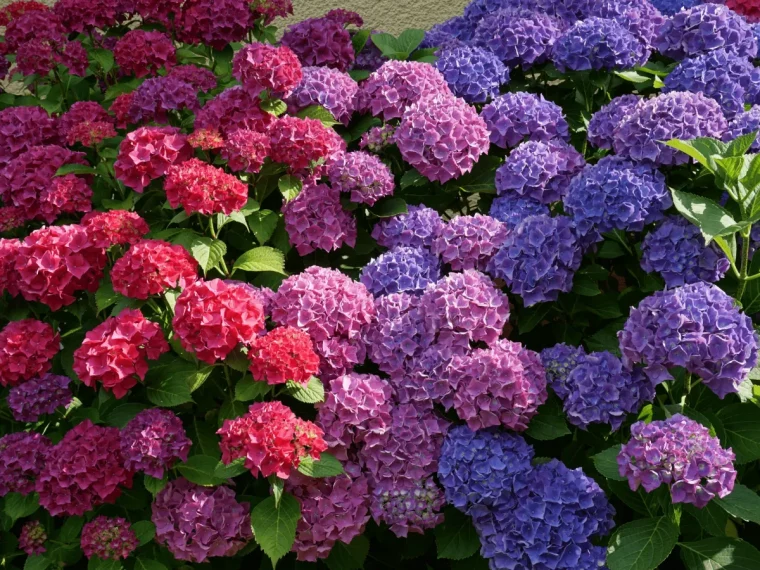 hortensia en couleur violet rose et violet pastel