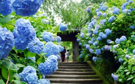 hortensia grimpant persistant bleu