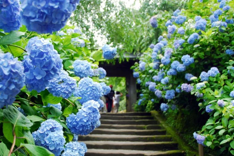 hortensia grimpant persistant bleu