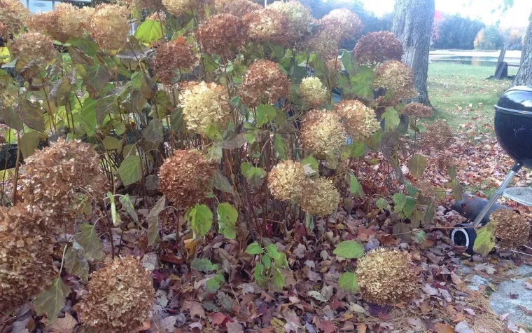 hortensia grimpant persistant ombre en hiver