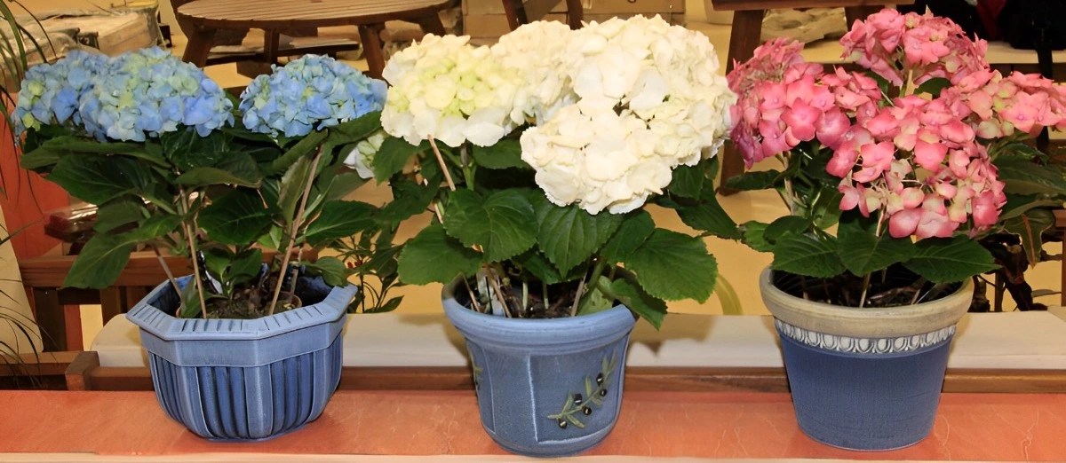 hortensias en trois pots de couleurs bleu blanc et rose