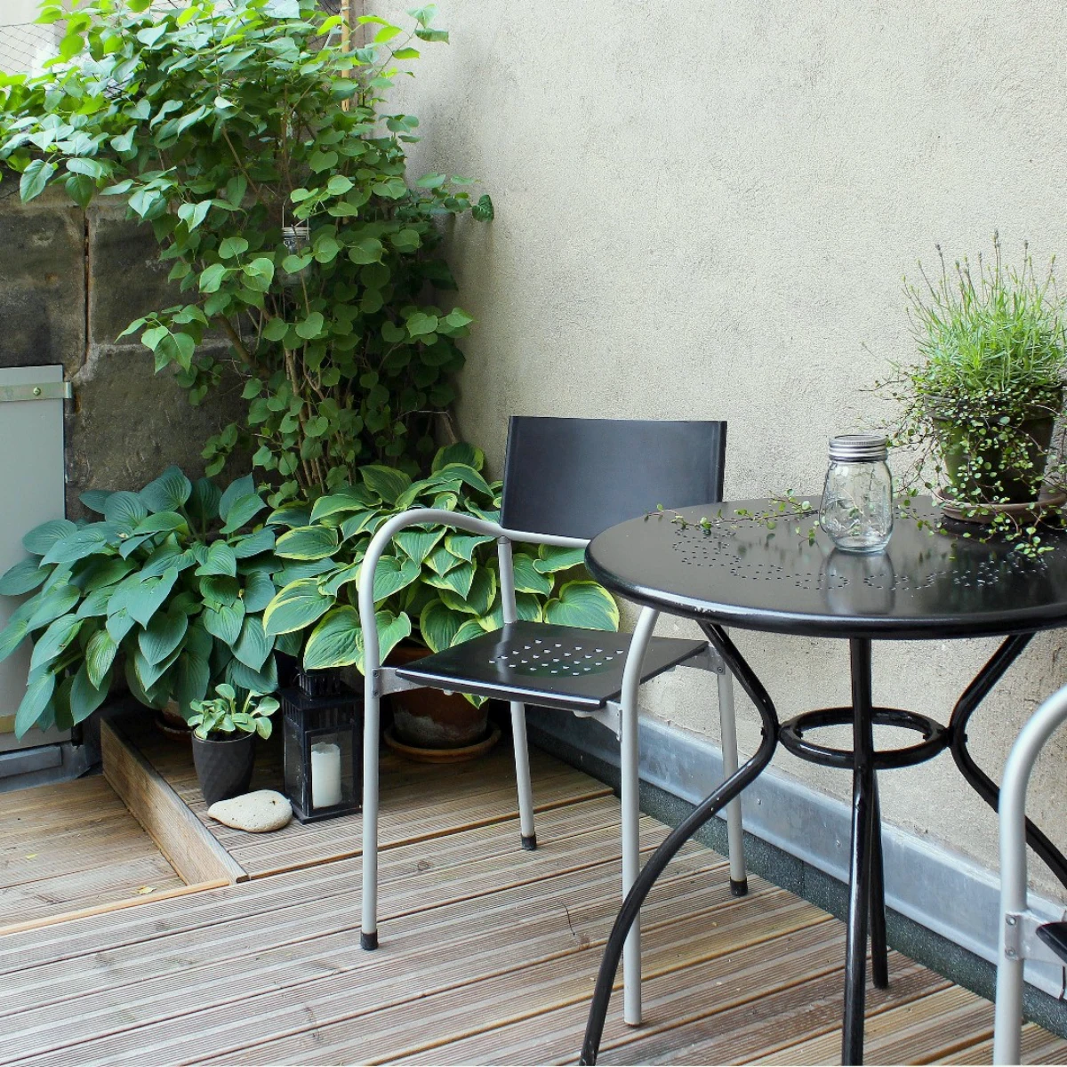 hostas une plante verte pour le balcon table noire feuilles vertes