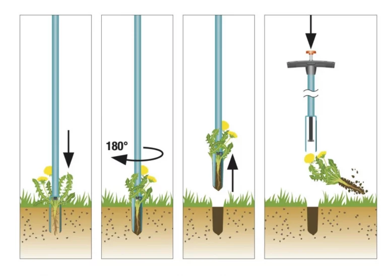 illustration comment enlever les racines du pissenlit