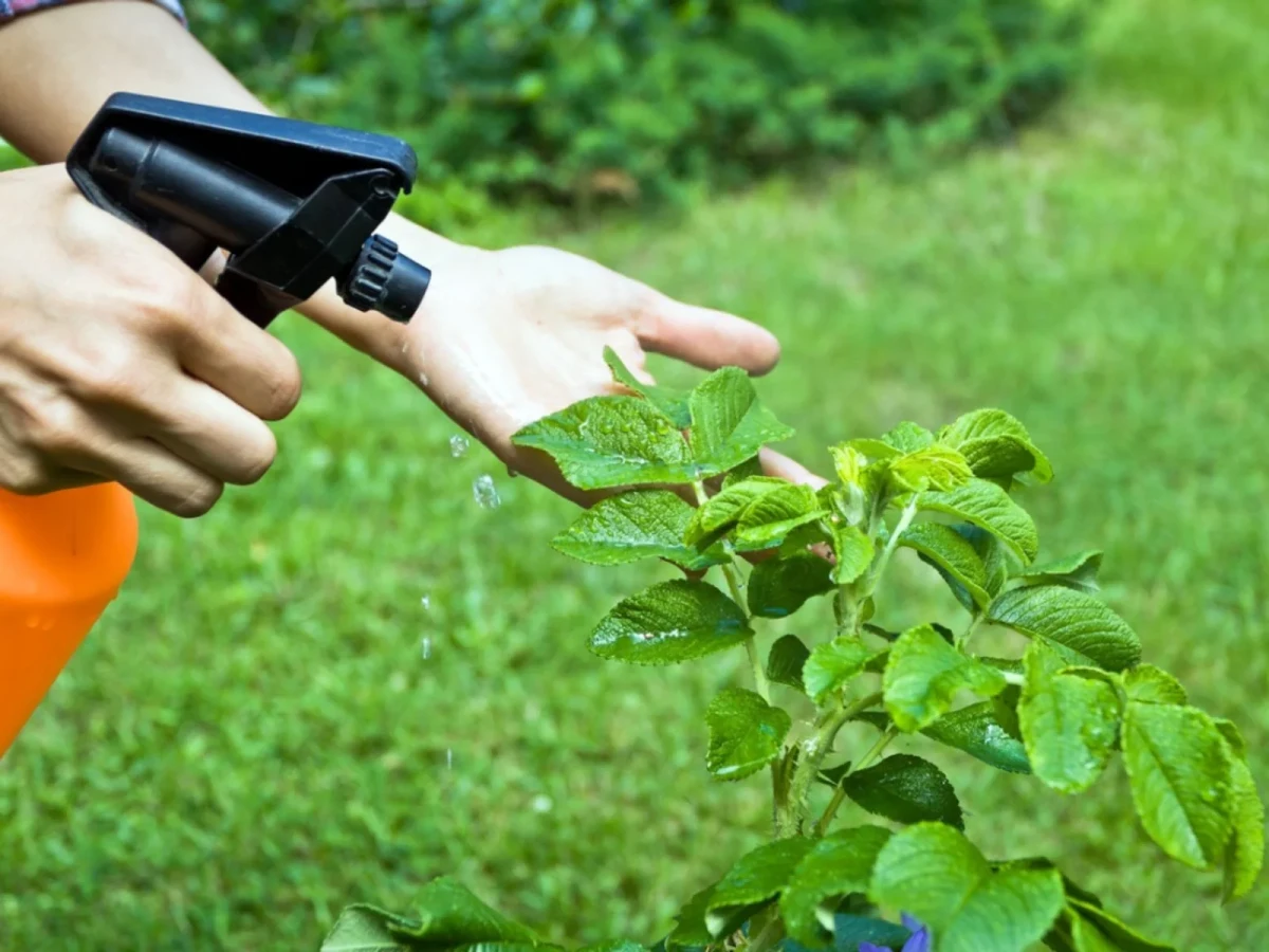 insecticides naturels et bio plante verte main pulverisateur rouge