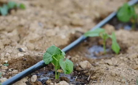 irrigation goutte à goutte idée comment faire des économies d eau