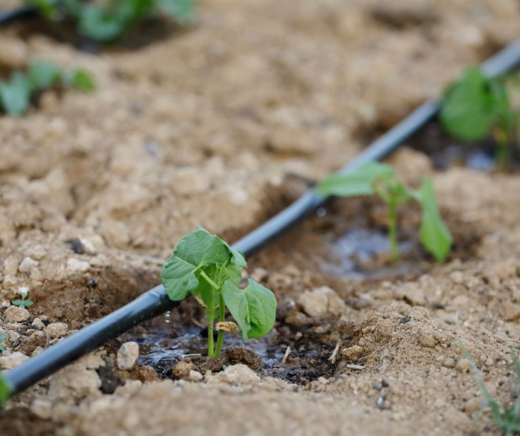 irrigation goutte à goutte idée comment faire des économies d eau