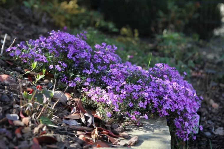 jardin phlox violet petites fleurs petales lumiere soleil pierre