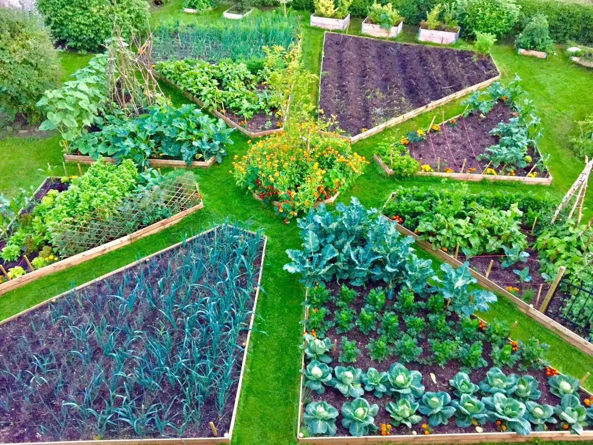 jardin potager ensoleille divise en secteurs bonne exposition pour les plants de courgettes