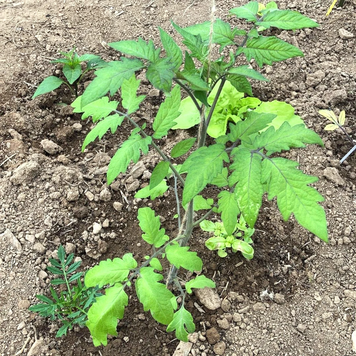jeune plant de tomates feuilles vertes