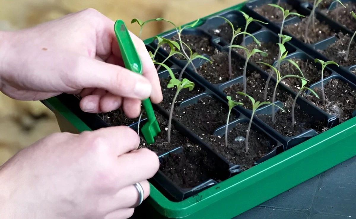 jeunes plants de tomates en conteneur avec séparateurs formants des cellules individuelles