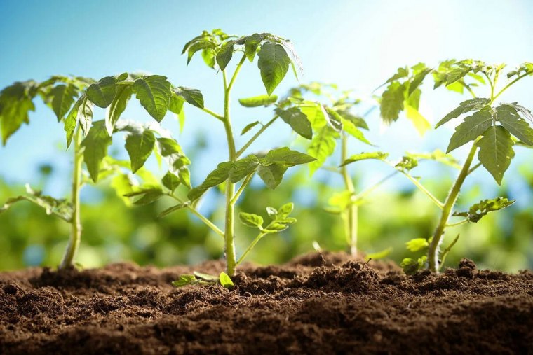 jusqu a quand peut on planter des tomates guide complet