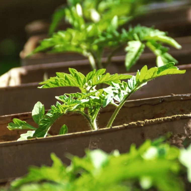 jusqu a quand peut on planter les tomates feuilles vertes