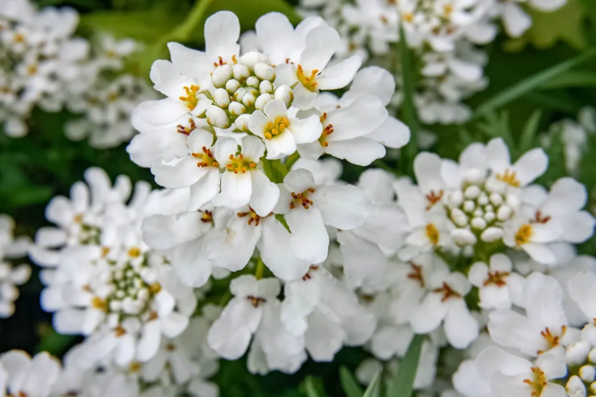 l iberis fleur blanc comment le cultiver