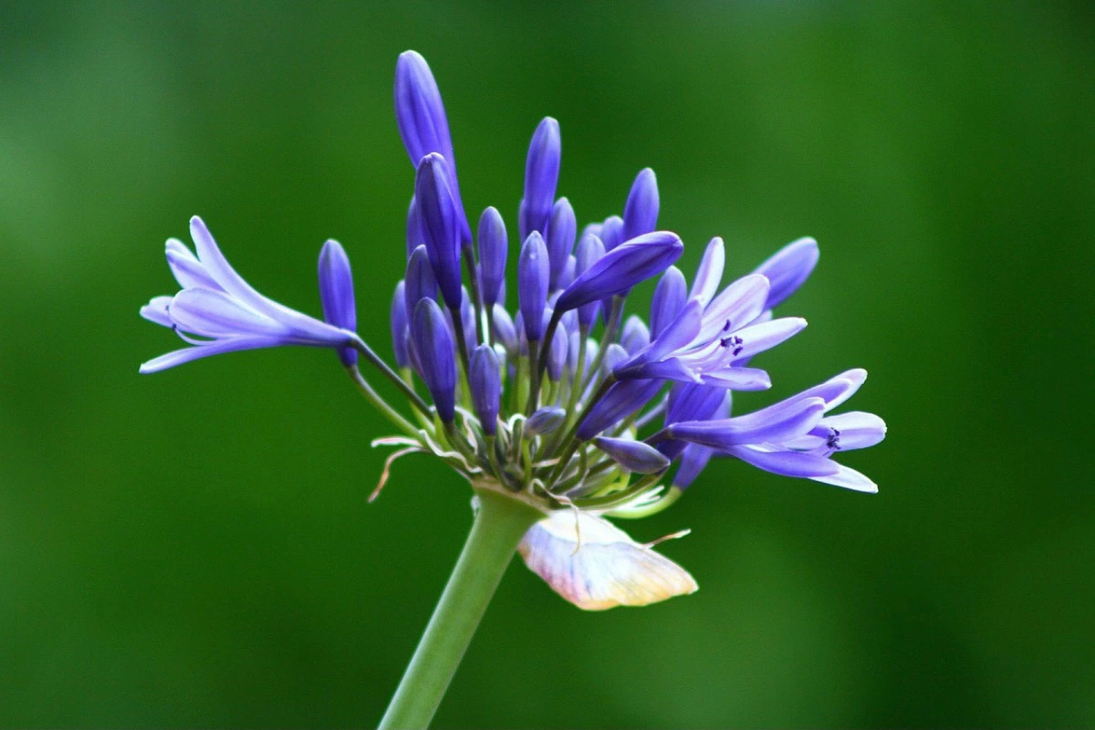 la fleur d agapanthe bleu eclore de son bourgeon