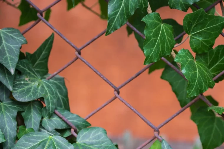 la lierre verte sur un grillage