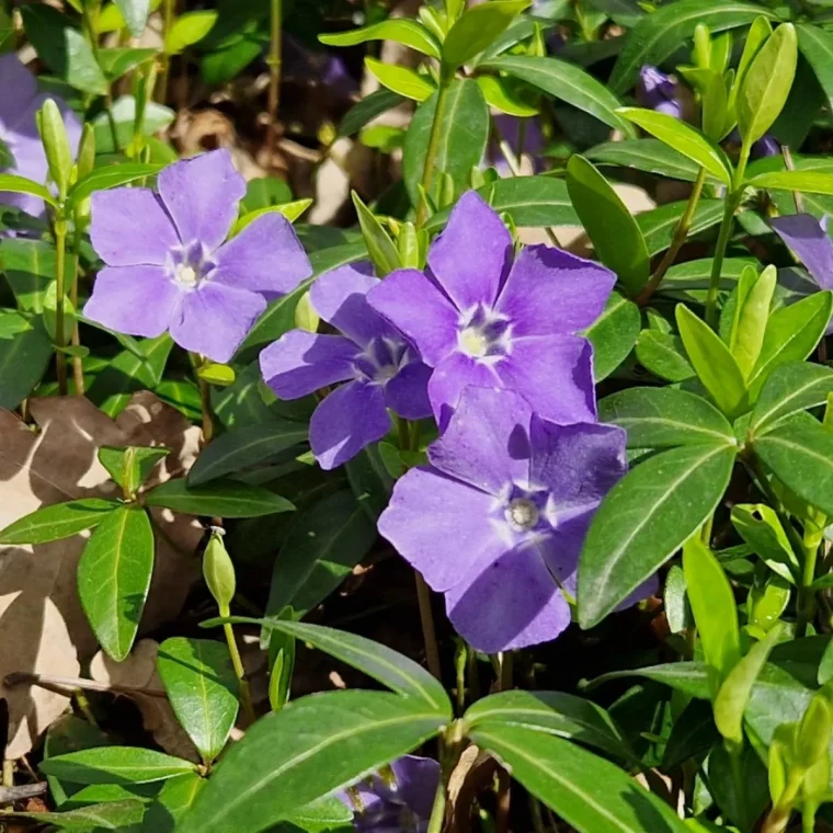 la pervenche fleurs violettes feuilles vertes culture de nettoyage