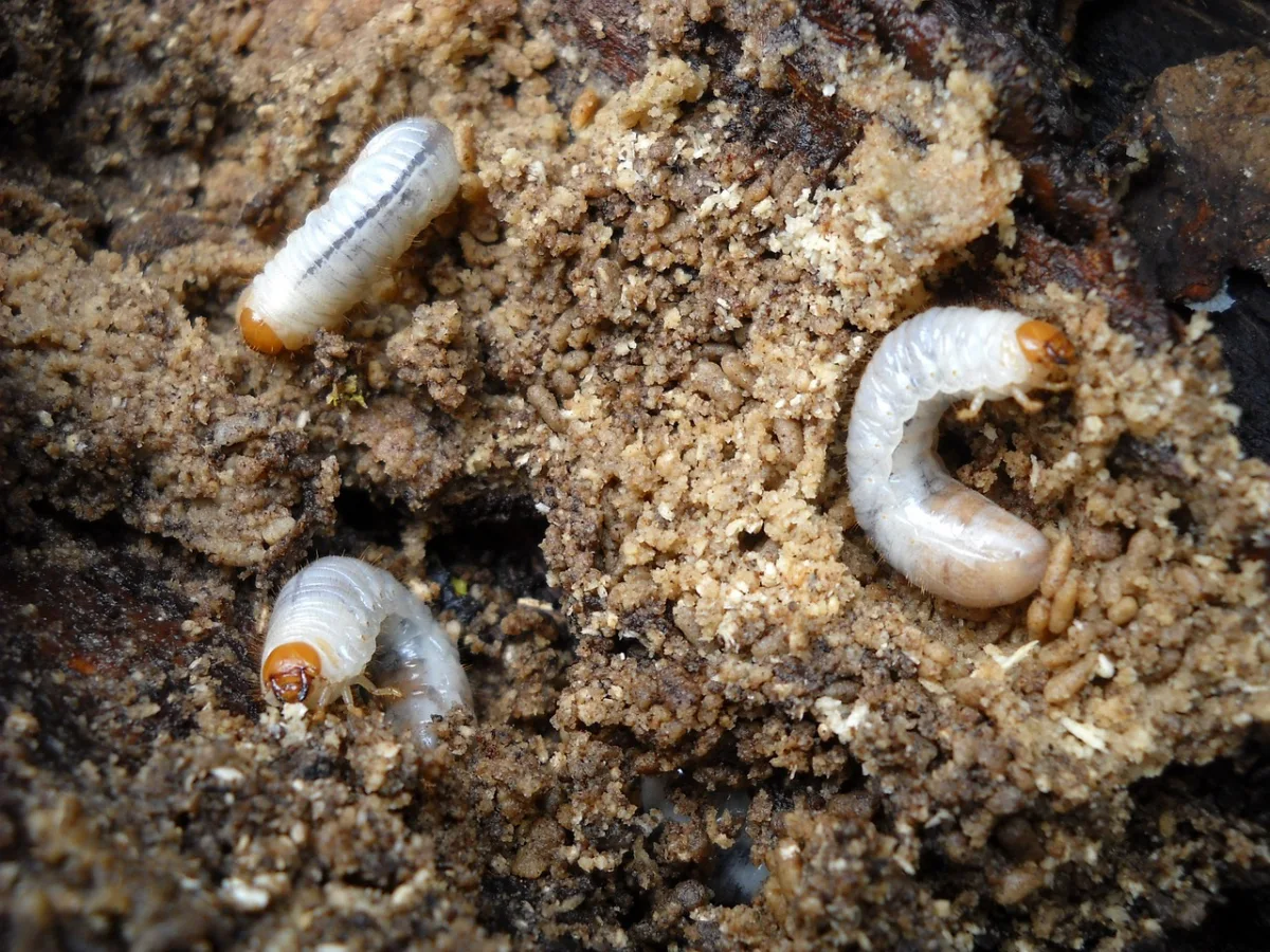 larves insectes vers gros blanc sol ravageurs terreau