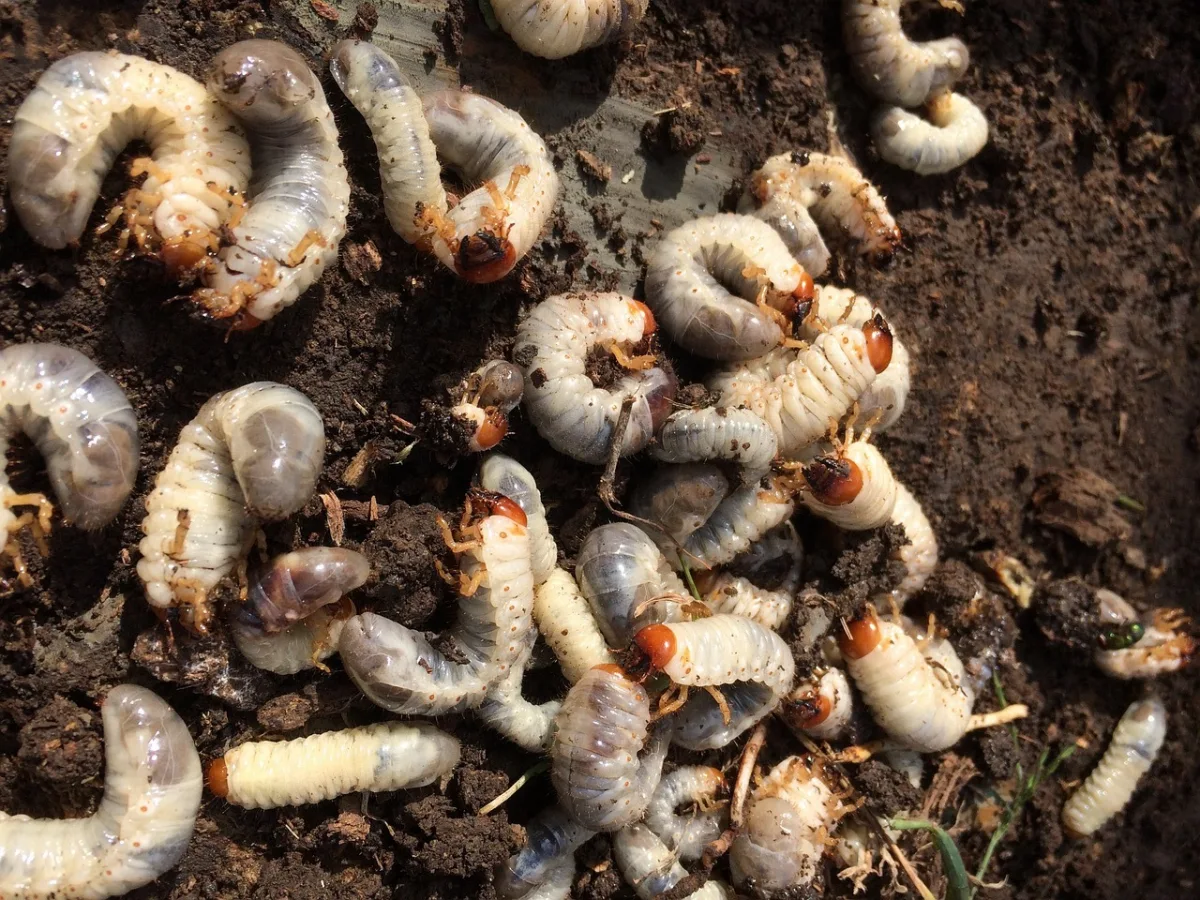 larves scarabees gros vers blanc dans terreau humide sol